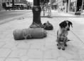 /album/animals/homeless-dog-jpg/